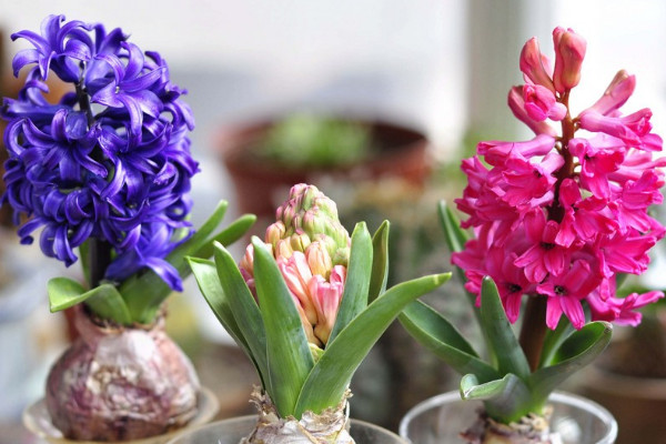 風(fēng)信子花敗后怎么處理，保存種球來年煥活開花