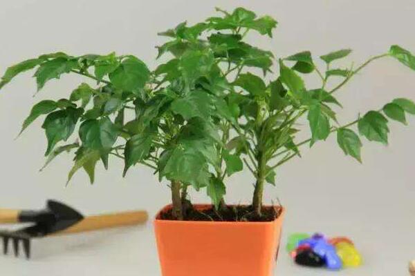 幸福樹葉尖發(fā)黑掉葉子，主要是這幾種原因造成的