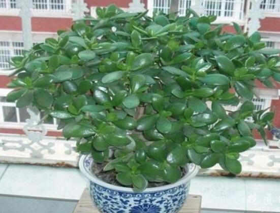 植物燕子掌有毒嗎，無毒與有毒需待進(jìn)一步科學(xué)考證(證據(jù)不足)