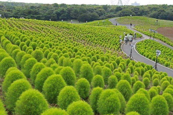 風(fēng)滾草是掃帚苗嗎