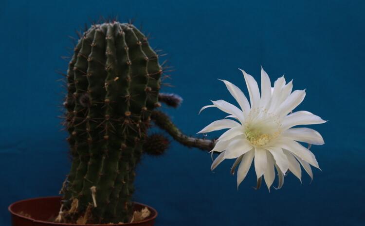 仙人掌的用途，電腦工作者的福音