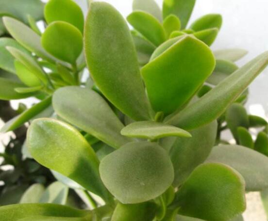 燕子掌掉葉子怎么辦，老農(nóng)教你三種最直觀解決方法