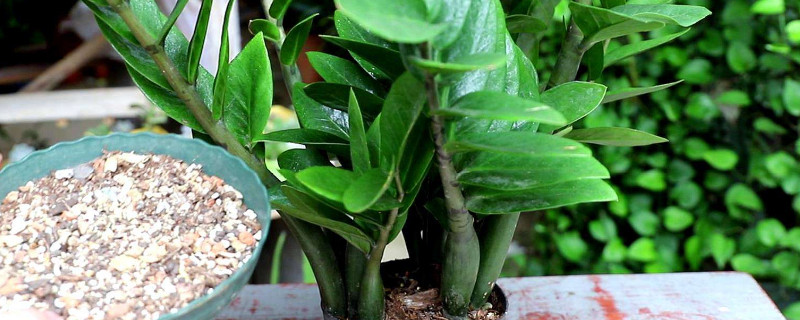 金錢樹水培轉(zhuǎn)土怎么弄