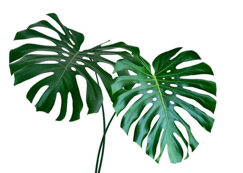 盆栽龜背竹的養(yǎng)殖方法，生長所需的4個方面要點