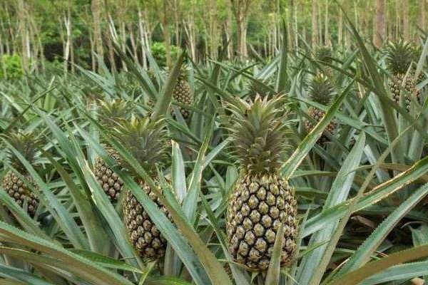 鴻運(yùn)當(dāng)頭和鳳梨的區(qū)別