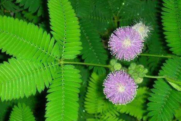 含羞草春天會(huì)發(fā)芽嗎