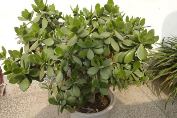 燕子掌幾年開花，需要養(yǎng)殖3年以上才能開花