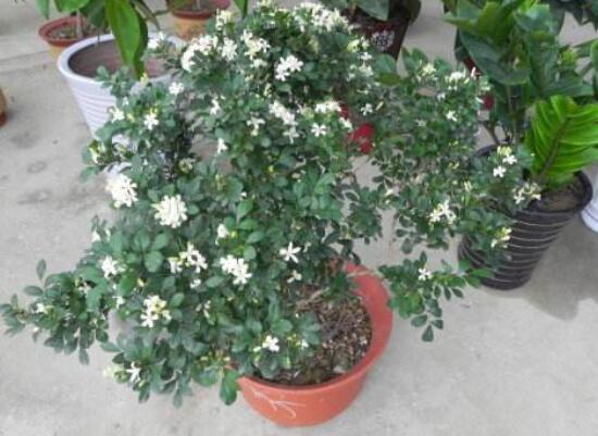九里香盆栽的養(yǎng)殖方法，老農(nóng)總結(jié)五點最實用的養(yǎng)殖方法