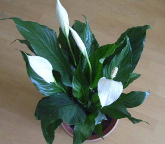 一帆風(fēng)順的品種有哪些，一帆風(fēng)順花品種圖片大全