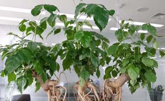 幸福樹(shù)葉子一碰就掉，教你四種原因以及解決方法