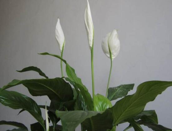 一帆風順花怎么移植，教你六個簡單易學步驟