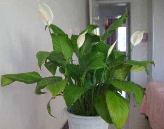 一帆風(fēng)順蔫了怎么補救，四種原因以及補救辦法