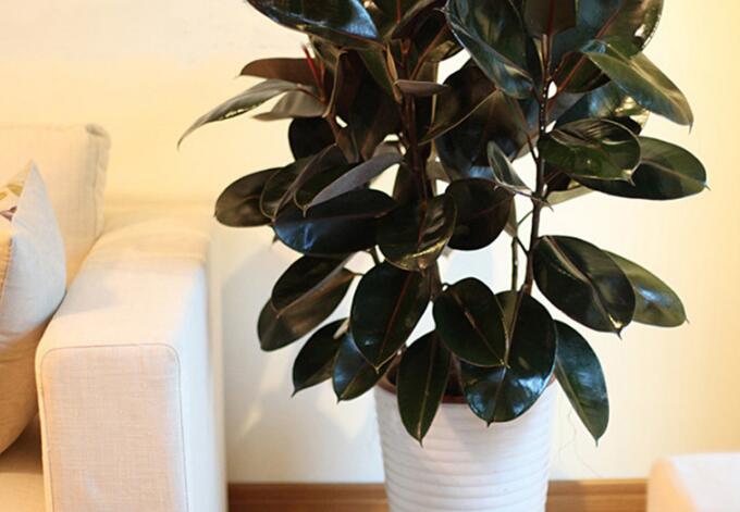 橡皮樹怎么摘心，手把手教你橡皮樹的摘心方法