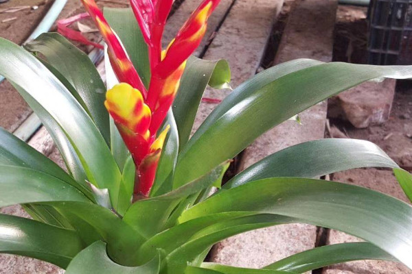 鴻運(yùn)當(dāng)頭冬天怎么澆水