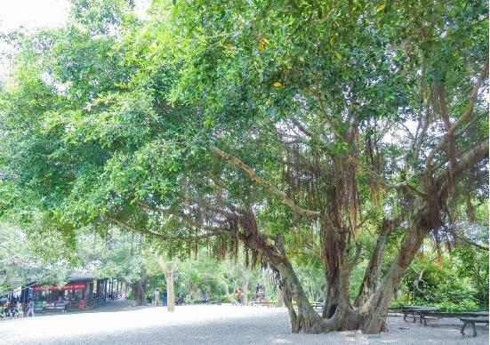 家里為什么不能養(yǎng)榕樹，養(yǎng)榕樹真的不吉利嗎