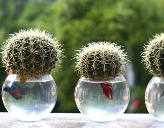 仙人球能治什么病，仙人球的作用與功效