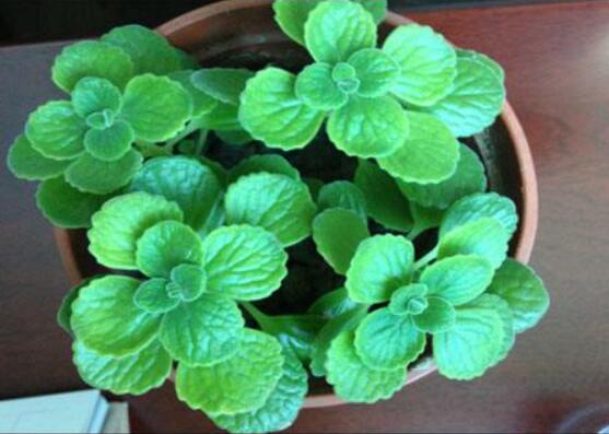 碰碰香夏天怎么養(yǎng)，做好四個要點(diǎn)便可安然度夏