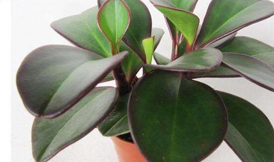 紫邊碧玉的養(yǎng)殖方法，老農(nóng)總結(jié)的七個(gè)基本方法