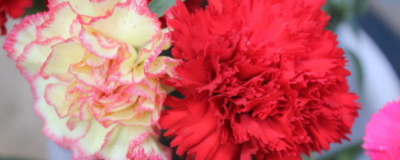 水插康乃馨能開(kāi)多少天