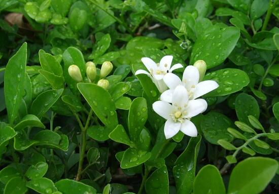 九里香葉子為什么發(fā)黃，九里香葉子發(fā)黃怎么辦