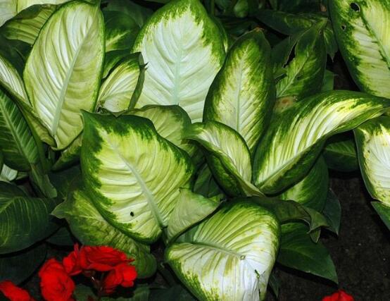 萬年青種類及圖片大全，盤點做好看的六大種類