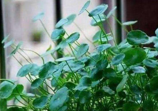 土培銅錢草怎么養(yǎng)，掌握八點(diǎn)因素就可以爆盆了（適合新手）