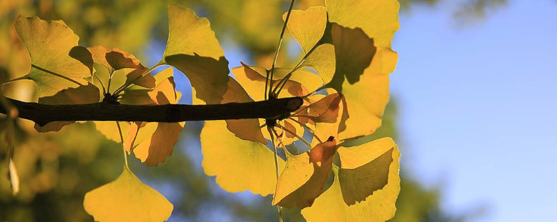 銀杏樹的寄語(yǔ)