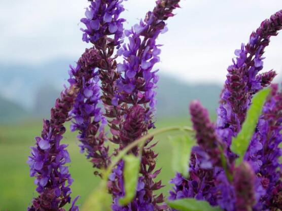 薰衣草精油的功效與用法，美容養(yǎng)顏、舒緩心情