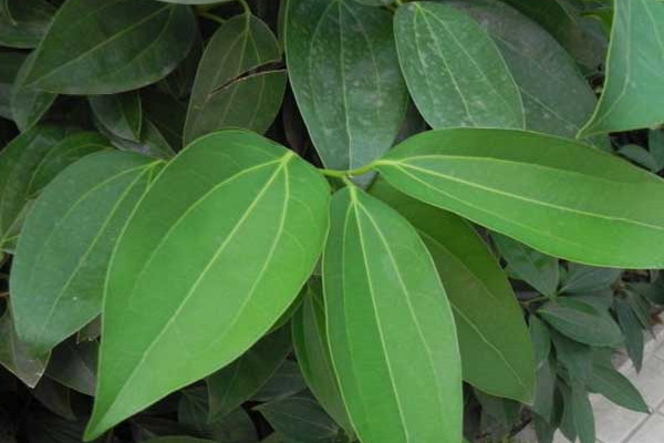 平安樹葉子下垂怎么辦，做好排水工作處理爛根