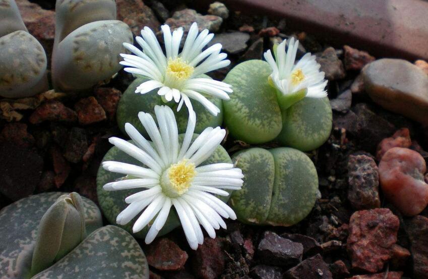 生石花用什么土最好，適宜的土壤配制