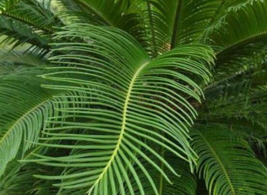 鐵樹開花有什么寓意，象征著大富大貴、吉祥瑞兆