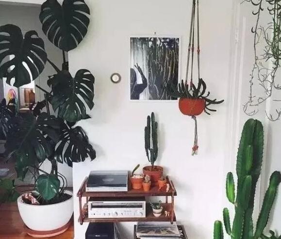 龜背竹放客廳風(fēng)水好嗎，對事業(yè)有助/對愛情有削弱的作用