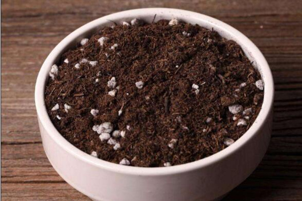 熊童子扦插圖解，4步即可完成熊童子的扦插