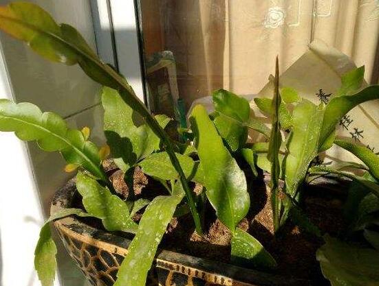 曇花葉插注意事項(xiàng)，只需要注意這五點(diǎn)即可