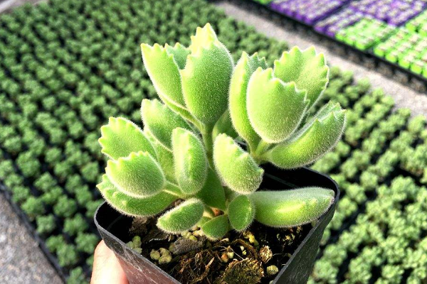 多肉植物熊童子掉葉子，找出問題的原因及時處理