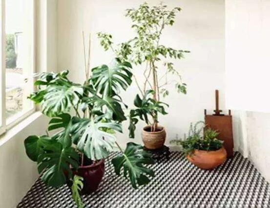 龜背竹吸甲醛嗎，能吸/可除去室內(nèi)90%甲醛