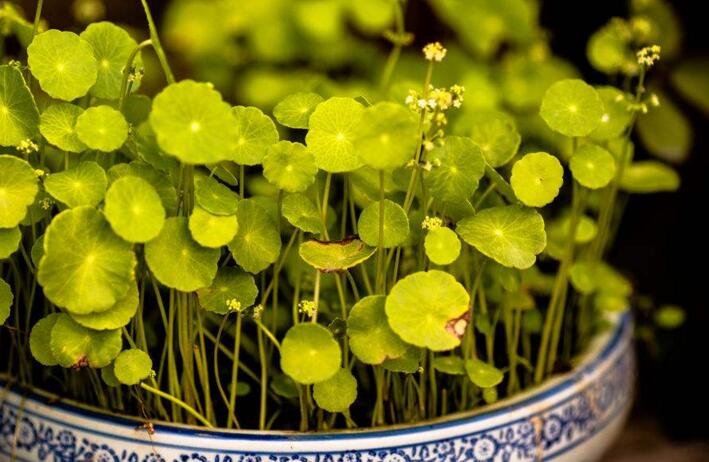 銅錢草怎么吃，這樣做不光好吃還能治病