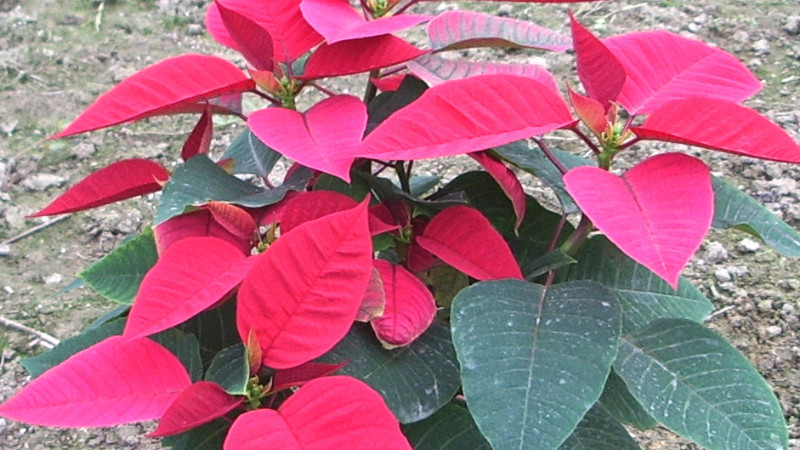 一品紅扦插技術