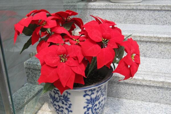 一品紅好養(yǎng)嗎，老農(nóng)總結(jié)一品紅養(yǎng)殖5大要點