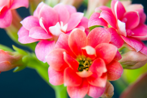 長(zhǎng)壽花葉面長(zhǎng)白霜