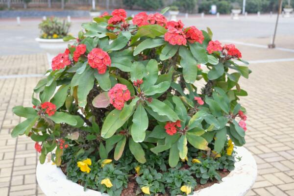 虎刺梅冬天怎么養(yǎng)，5個步驟可保證虎刺梅順利過冬