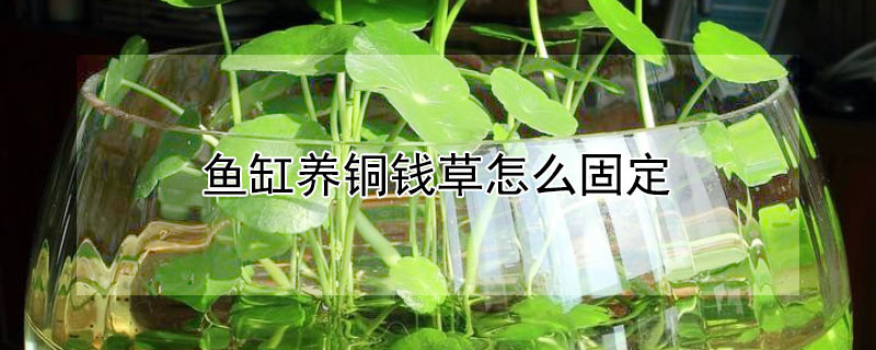 魚缸養(yǎng)銅錢草怎么固定