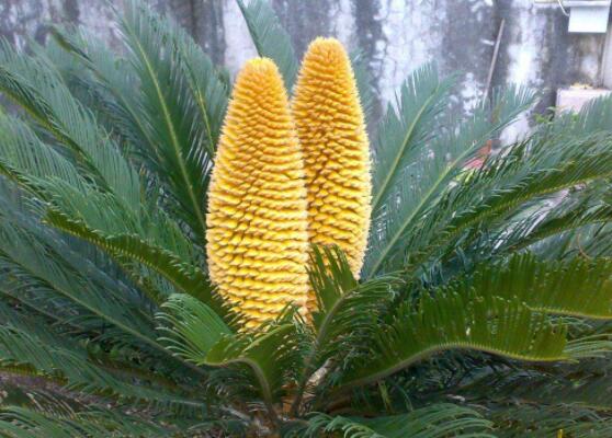 鐵樹開花是吉還是兇，預(yù)示生活美滿、大吉大利(吉兆)