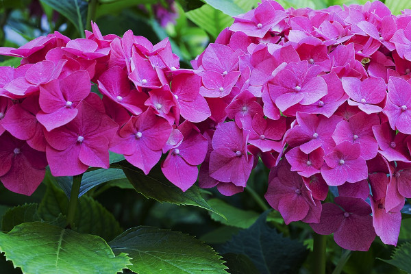 繡球花被太陽(yáng)曬蔫了怎么辦