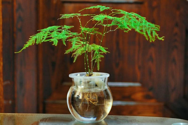 文竹泡水里能長根嗎，能長根但需要營養(yǎng)液等輔助