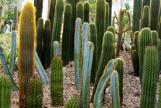 仙人掌沒根能活嗎，能活/傷口消毒晾干、重新移植上盆