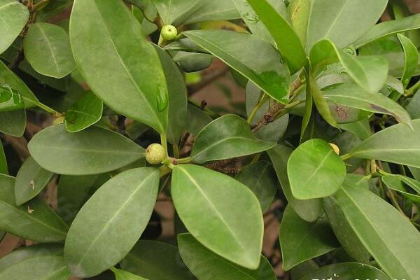 平安樹掉葉子怎么辦，5種原因以及處理方法