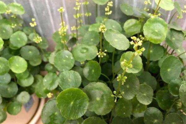 銅錢(qián)草開(kāi)花了怎么修剪