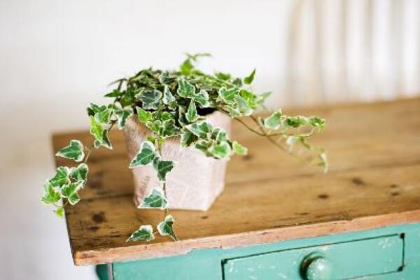 常春藤適合放在臥室嗎，不僅可以裝飾環(huán)境還可以凈化空氣