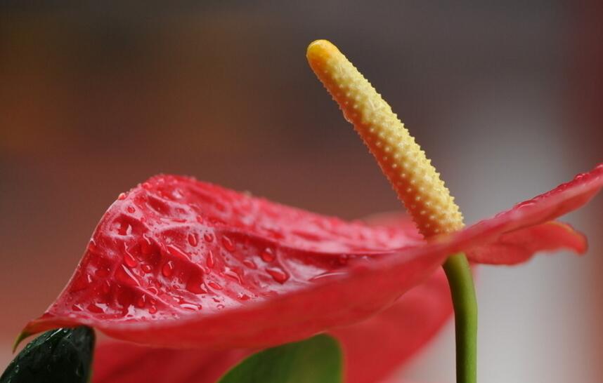 紅掌扦插圖解，極高成活率的方法